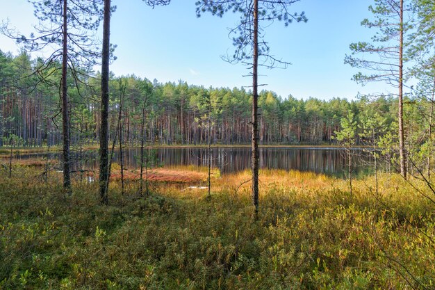 Paysage forestier et route dans les régions du nord de la Russie à la fin de l'automne