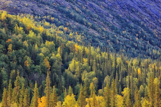 paysage forestier de la taïga d'automne, vue sur la nature automne dans les montagnes