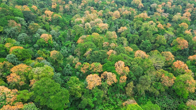 Paysage forestier vert et luxuriant avec des arbres denses île Prince à Sao Tomé-et-Principe Afrique