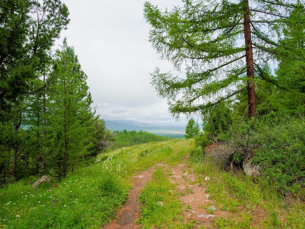 Paysage de forêt atmosphérique verte avec chemin de terre parmi les sapins dans les montagnes Belle vue lumineuse sur les conifères dans les bois