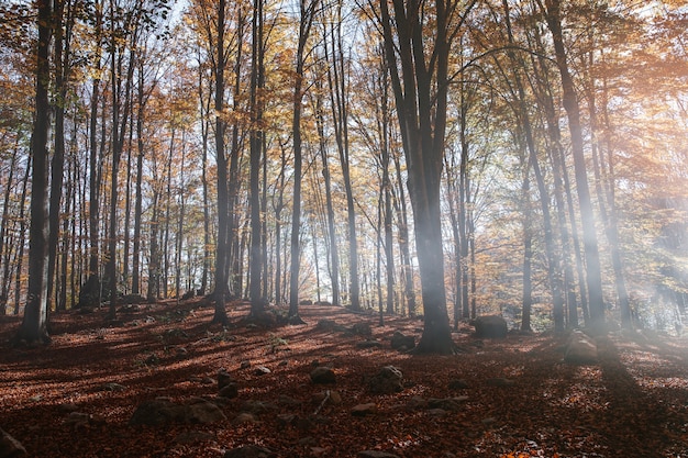 Paysage d'une forêt d'automne au coucher du soleil