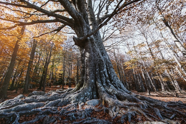 Paysage d'une forêt d'automne au coucher du soleil