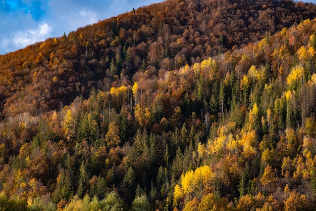 Photo paysage de forêt d'automne entre les montagnes