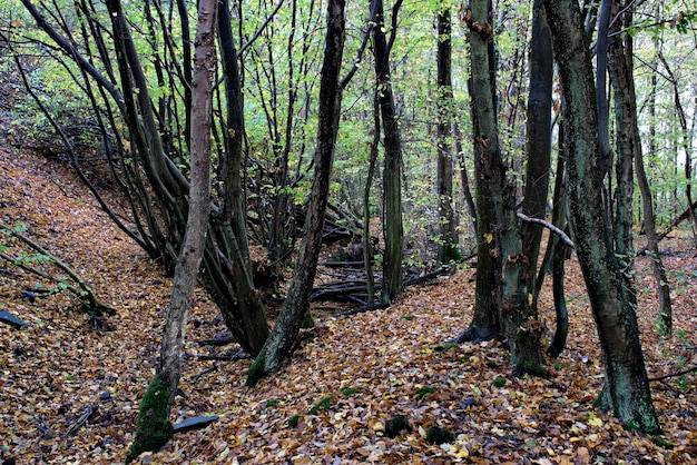 Paysage de forêt d&#39;automne naturel, vue sur un fossé avec de l&#39;eau et de vieux arbres.