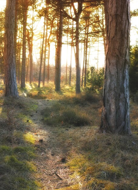 Paysage de forêt en automne pendant la journée Passer du temps dans la nature est le meilleur moyen de se détendre et de profiter des avantages de l'exposition au soleil et aux arbres Prendre soin de notre environnement aide la nature à prospérer