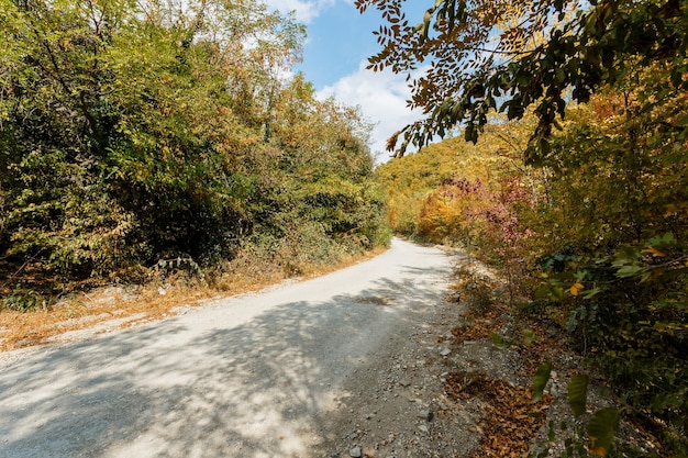 Paysage de forêt d'automne avec route d'automne laisse une lumière chaude illuminant le feuillage doré