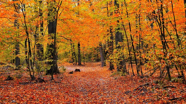 Paysage de forêt d'automne avec un sentier pédestre à travers les bois avec un feuillage rouge orange et jaune