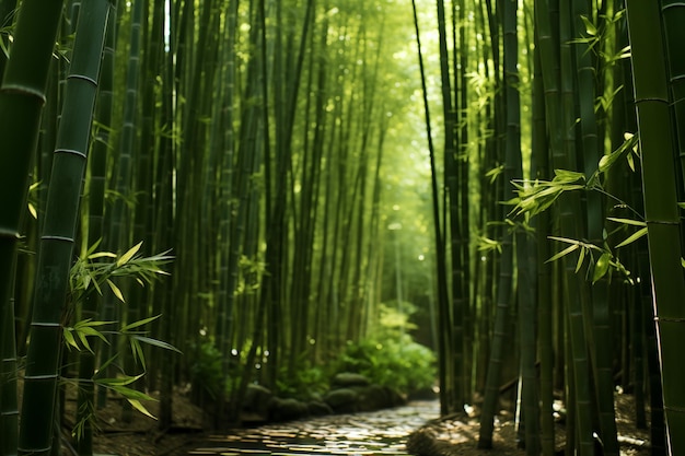 Photo paysage de forêt de bambou avec un ruisseau marécageux