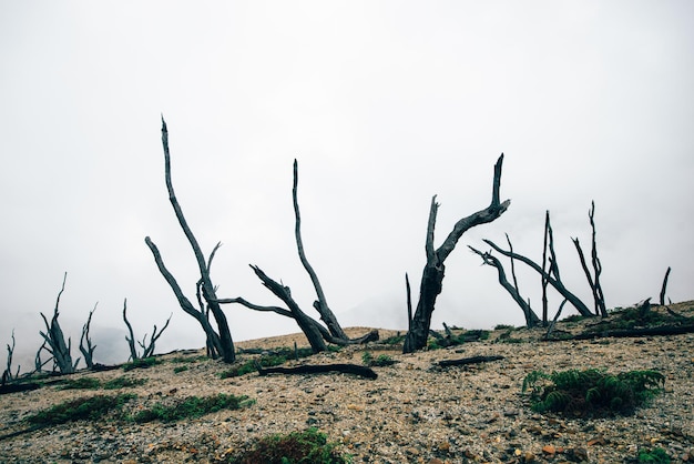 Paysage de forêt brûlé mort après éruption volcanique Indonésie Java