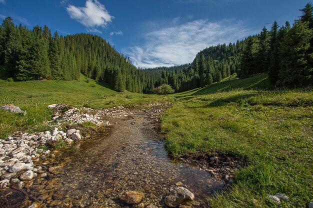 Paysage avec forêt de conifères et rivière