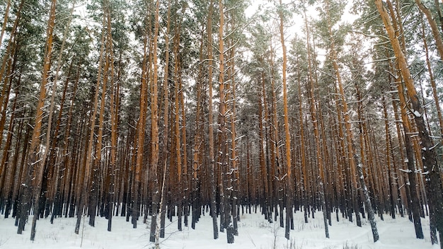 Paysage de forêt couverte de neige au froid matin d'hiver