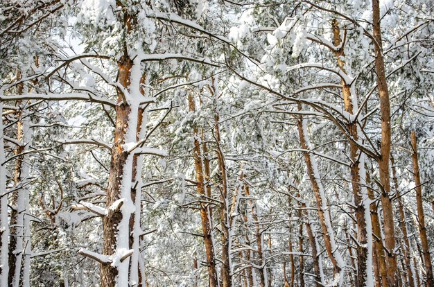 Paysage d'une forêt enneigée