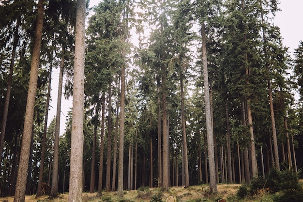 Paysage de forêt entouré de grands arbres