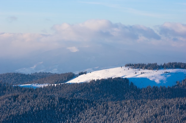 Paysage avec forêt d'épinettes dans les collines