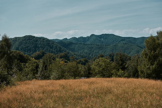 Paysage de forêt de feuillus dans les montagnes