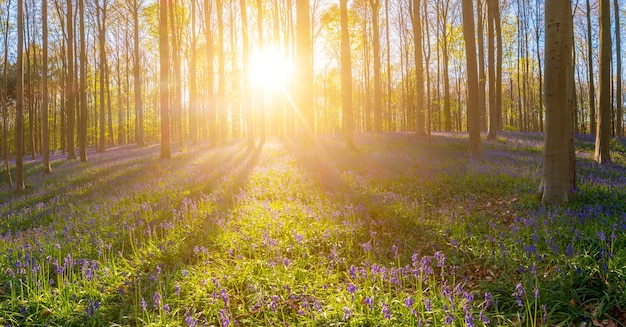 Paysage de la forêt de Hallerbos