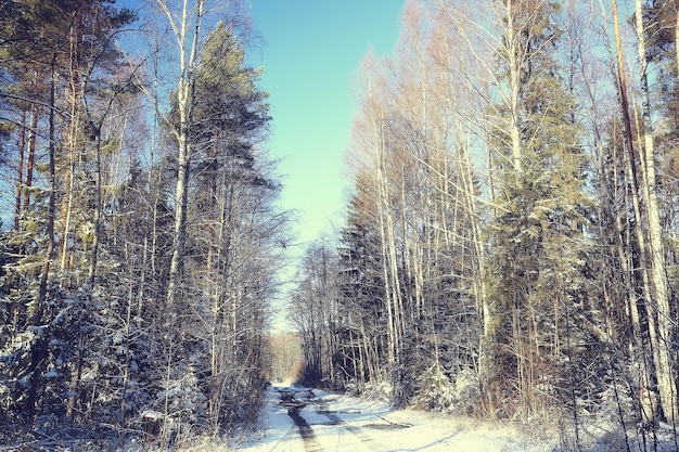 paysage forêt d'hiver, belle vue saisonnière dans la forêt enneigée décembre nature