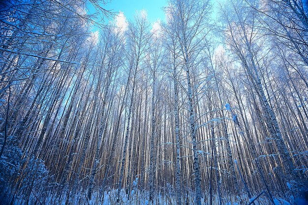 paysage forêt d'hiver, belle vue saisonnière dans la forêt enneigée décembre nature