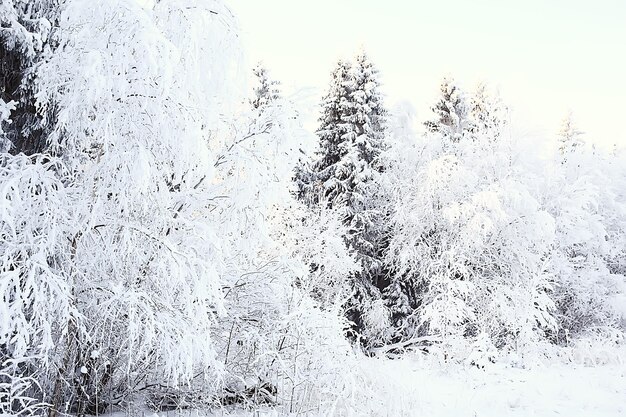 paysage forêt d'hiver, belle vue saisonnière dans la forêt enneigée décembre nature