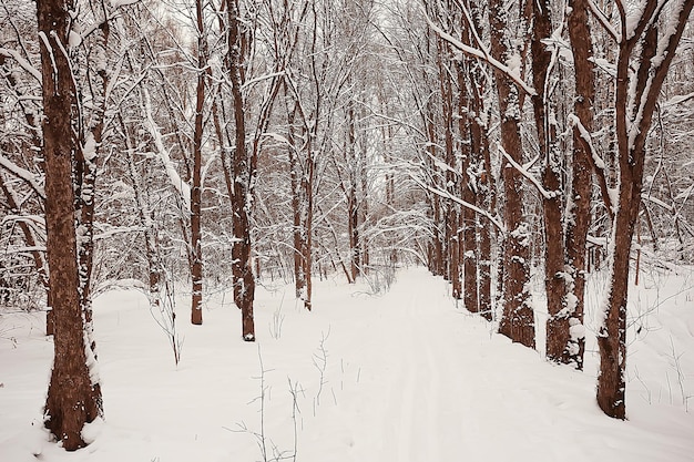 paysage forêt d'hiver, belle vue saisonnière dans la forêt enneigée décembre nature