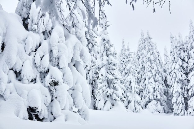 Paysage - forêt d'hiver de montagne après de fortes chutes de neige