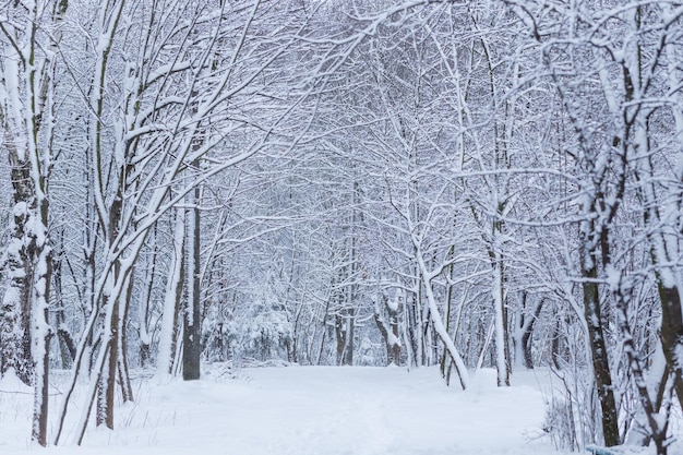 Paysage de forêt d'hiver avec de la neige