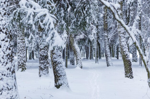 Paysage de forêt d'hiver avec de la neige