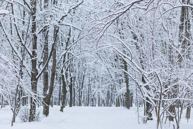 Paysage de forêt d'hiver avec de la neige