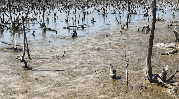 paysage de forêt de mangrove détruit, la forêt de mangrove détruite est un écosystème. soin de la forêt de mangrove.