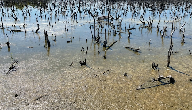 paysage de forêt de mangrove détruit, la forêt de mangrove détruite est un écosystème. soin de la forêt de mangrove.