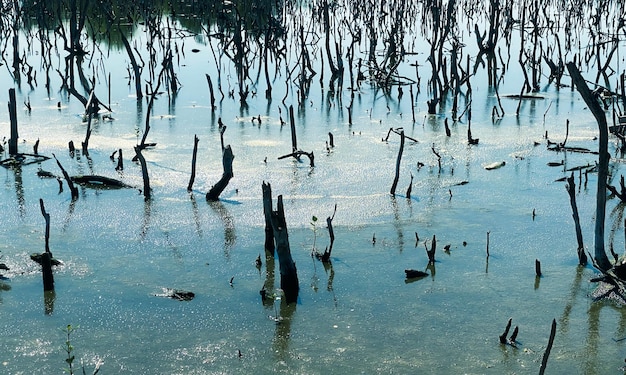 paysage de forêt de mangrove détruit, la forêt de mangrove détruite est un écosystème. soin de la forêt de mangrove.