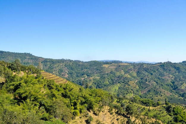 Paysage de forêt et de montagne avec un ciel bleu