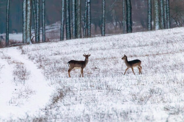 Paysage de forêt de neige de daims (Dama Dama)