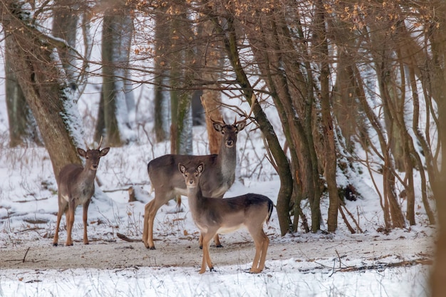 Paysage de forêt de neige de daims (Dama Dama)