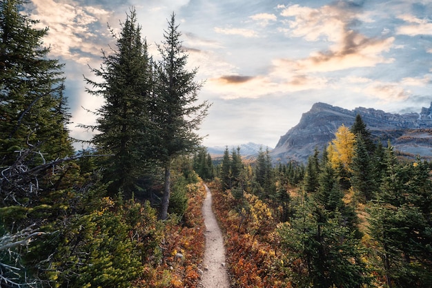 Paysage de forêt de pins d'automne dans les montagnes rocheuses au parc national