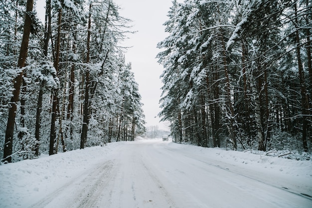 Paysage d'une forêt de pins couverte de neige dans une chute de neige