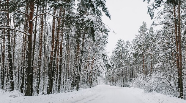 Paysage d'une forêt de pins couverte de neige dans une chute de neige