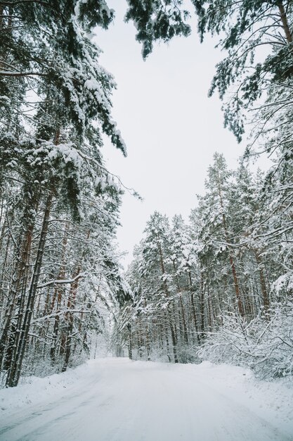 Paysage d'une forêt de pins couverte de neige dans une chute de neige