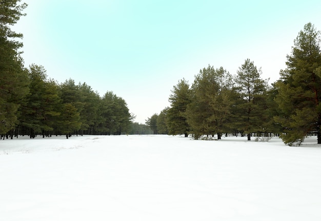 Photo paysage de forêt de pins enneigés