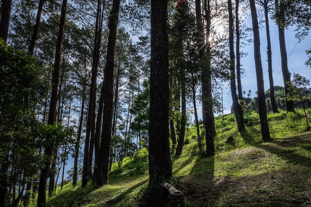 paysage de forêt de pins le matin