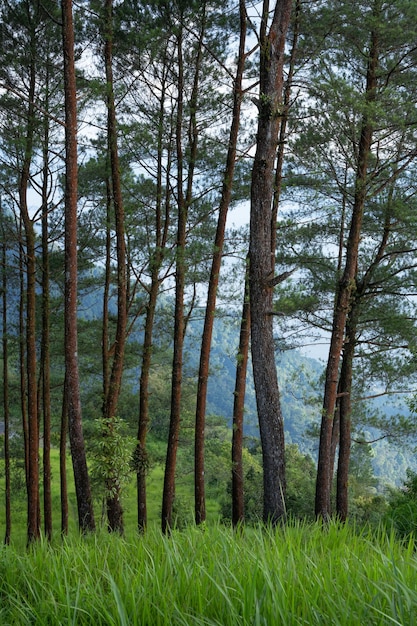 paysage de forêt de pins le matin