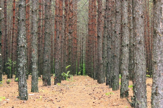 paysage avec forêt de pins de plus en plus alignée