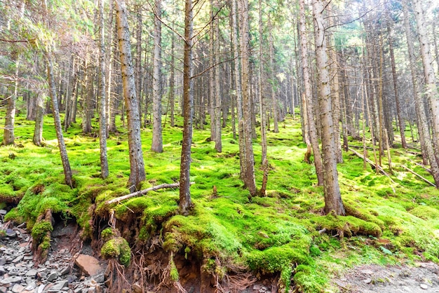 Paysage de forêt de pins verts