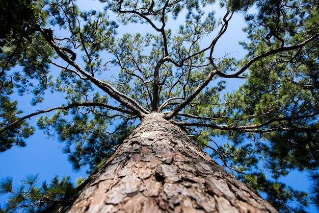 Paysage de forêt de pins