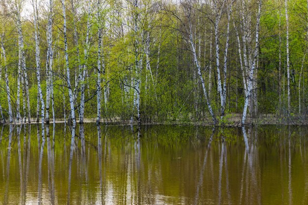 Paysage - forêt de printemps inondée pendant les hautes eaux