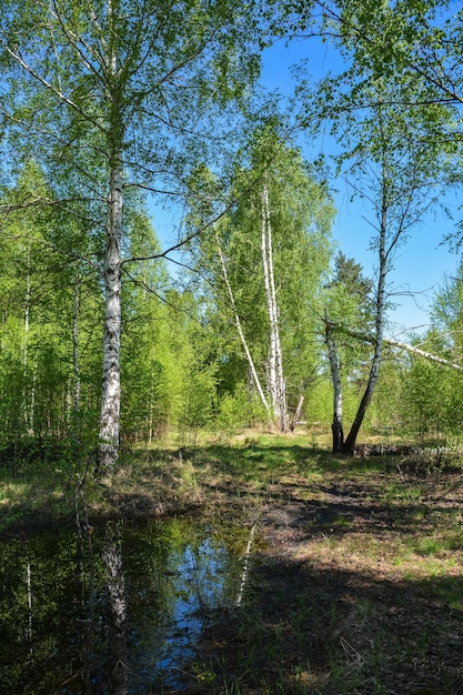 Paysage de forêt de printemps