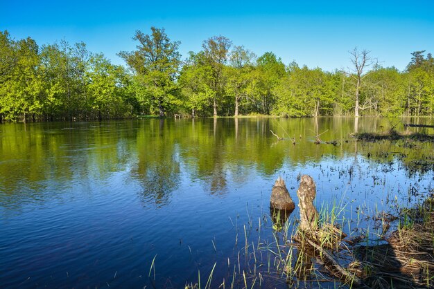 Paysage de forêt de printemps