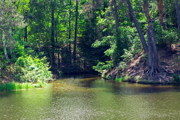 Paysage avec, forêt et une rivière en face. Beau paysage.