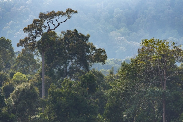 paysage de forêt tropicale du parc national de Khao Yai en Thaïlande