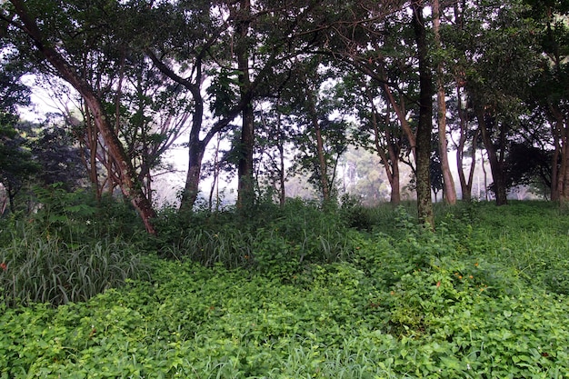 Paysage Forêt tropicale humide de la ville.